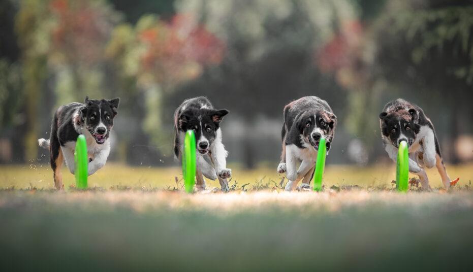 cane-cucciolo-boredr-collie-insegue-frisbee-rocket-verde-frisbeescape.jpg