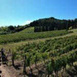 Cycling-in-the-middle-of-Chianti-vineyard-scaled.jpg